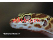 Питомник Zakharov reptiles - на kreativbase.su в категории Питомник