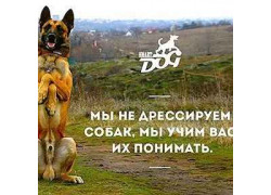 Дрессировка собак SmartDog