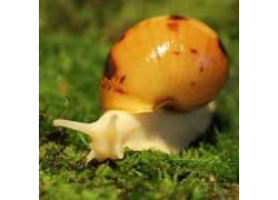 Achatina