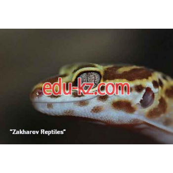 Питомник Zakharov reptiles - на kreativbase.su в категории Питомник