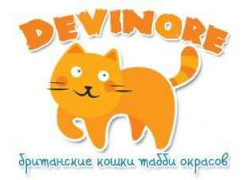 Питомник британских кошек Devinore